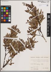 Foto von Salix eleagnos Scop. x Salix waldsteiniana Willd.